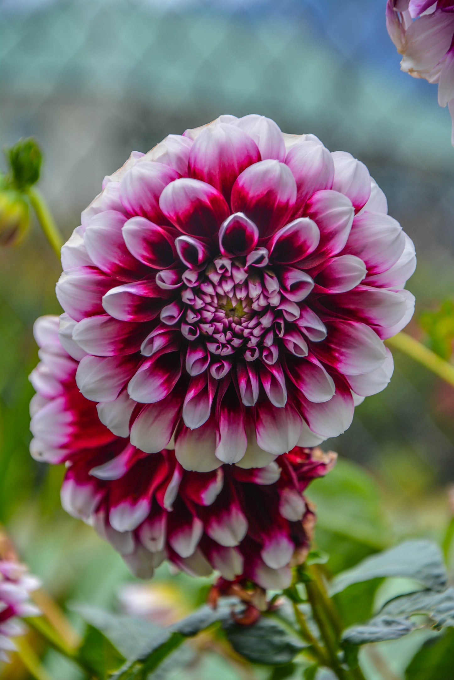 Dahlia Photographic Print